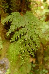 Hymenophyllum scabrum. Fertile frond growing on a tree fern trunk.
 Image: L.R. Perrie © Leon Perrie 2013 CC BY-NC 3.0 NZ